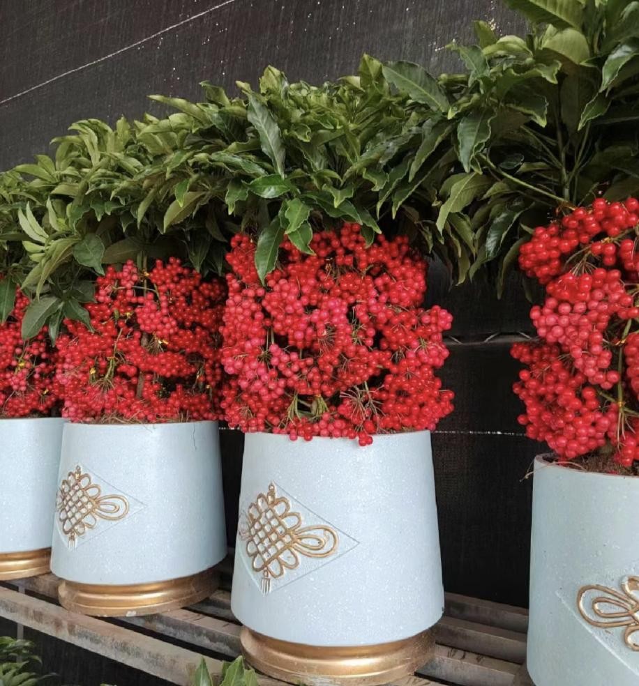 Ba loài hoa vừa đẹp vừa phong thủy, được giới nhà giàu đặc biệt ưa chuộng Ba loài hoa vừa đẹp vừa phong thủy, được giới nhà giàu đặc biệt ưa chuộng