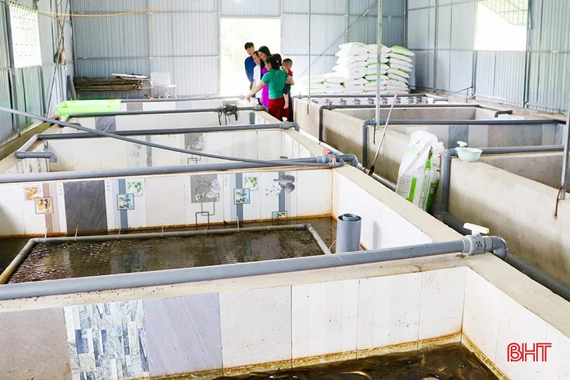 Nuôi con khó tính này trong bể xi măng, nông dân Hà Tĩnh thu hơn 6 tấn chỉ sau 10 tháng Nuôi con khó tính này trong bể xi măng, nông dân Hà Tĩnh thu hơn 6 tấn chỉ sau 10 tháng
