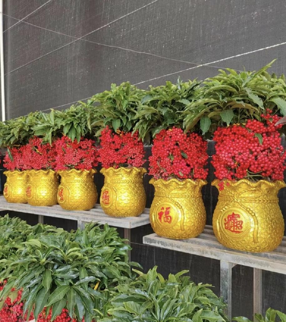 Ba loài hoa vừa đẹp vừa phong thủy, được giới nhà giàu đặc biệt ưa chuộng Ba loài hoa vừa đẹp vừa phong thủy, được giới nhà giàu đặc biệt ưa chuộng