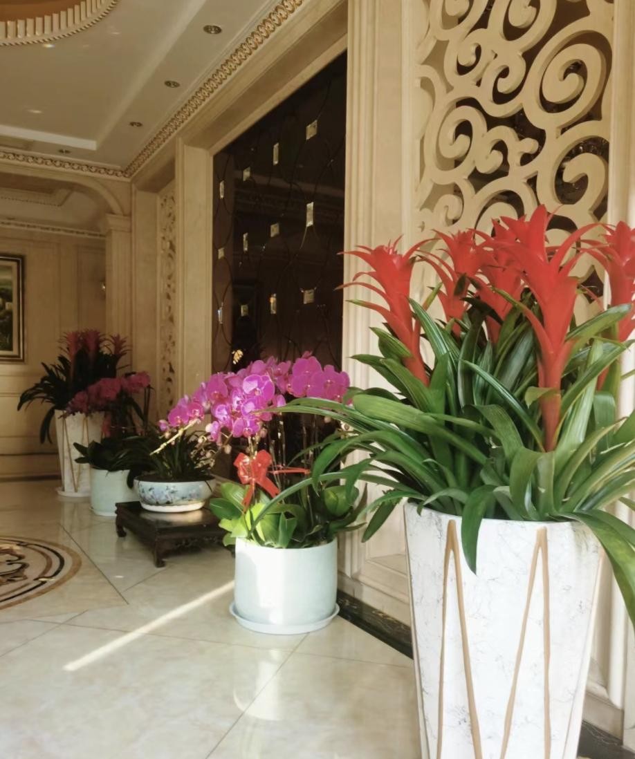 Ba loài hoa vừa đẹp vừa phong thủy, được giới nhà giàu đặc biệt ưa chuộng Ba loài hoa vừa đẹp vừa phong thủy, được giới nhà giàu đặc biệt ưa chuộng