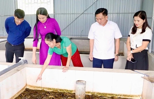 Nuôi con "khó tính" này trong bể xi măng, nông dân Hà Tĩnh thu hơn 6 tấn chỉ sau 10 tháng