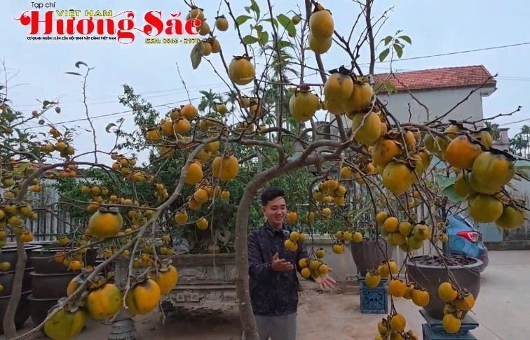 Chia sẻ cách nhân giống bảo tồn hồng cổ Hải Hậu ở Ninh Bình