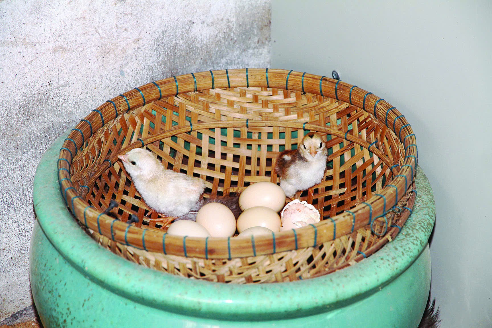 Kinh nghiệm nuôi gà kiểng Tân Châu sinh sản