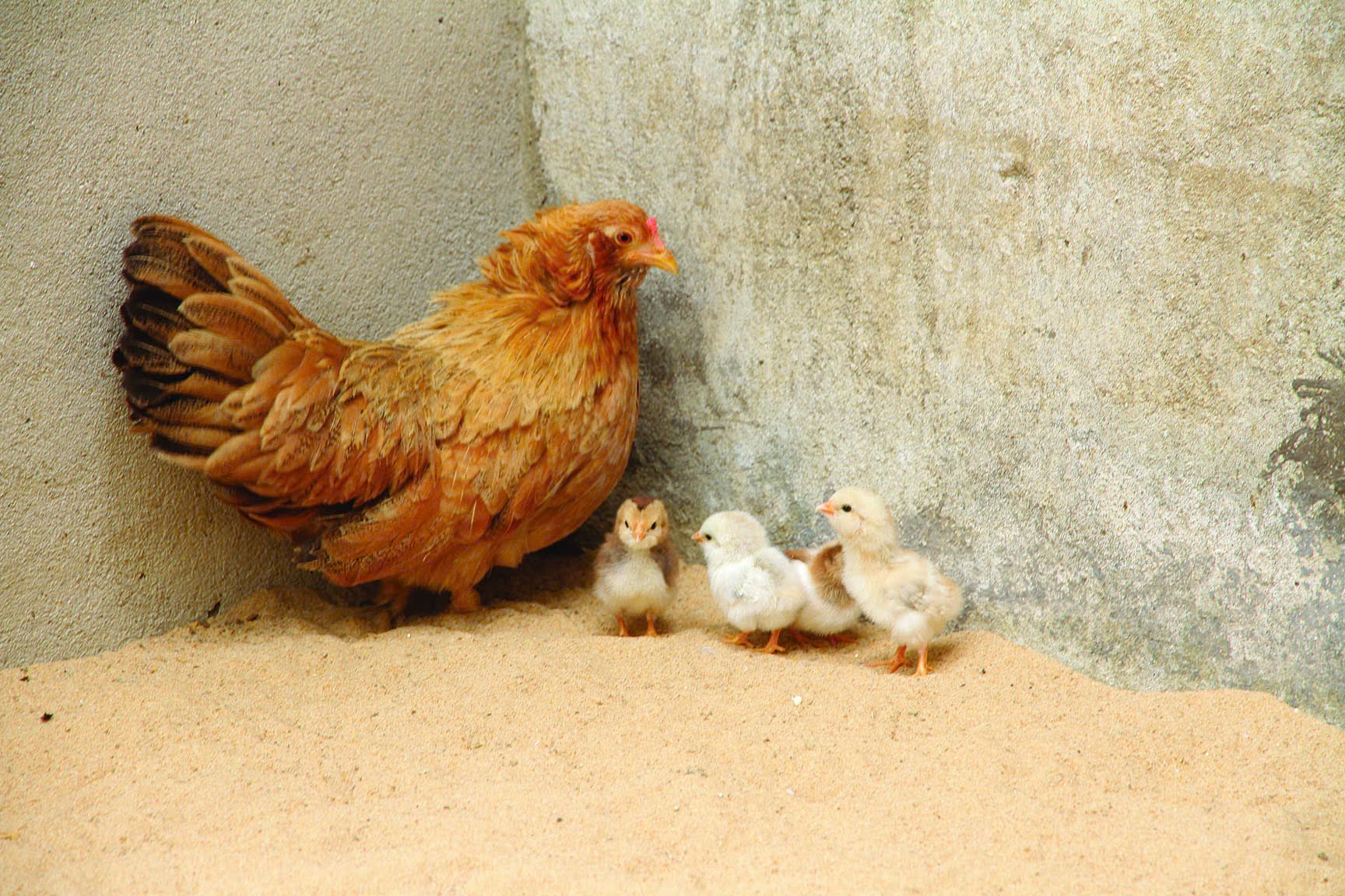 Kinh nghiệm nuôi gà kiểng Tân Châu sinh sản