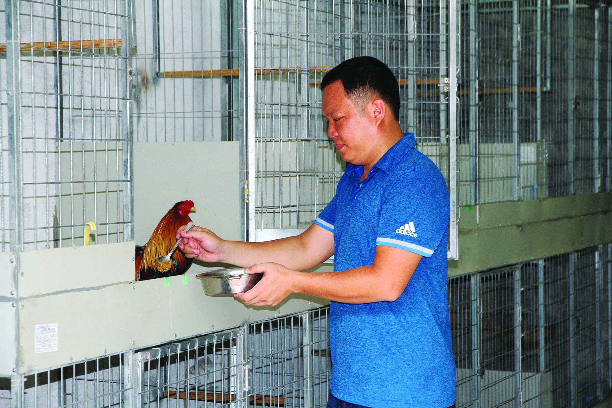 Kinh nghiệm nuôi gà kiểng Tân Châu sinh sản
