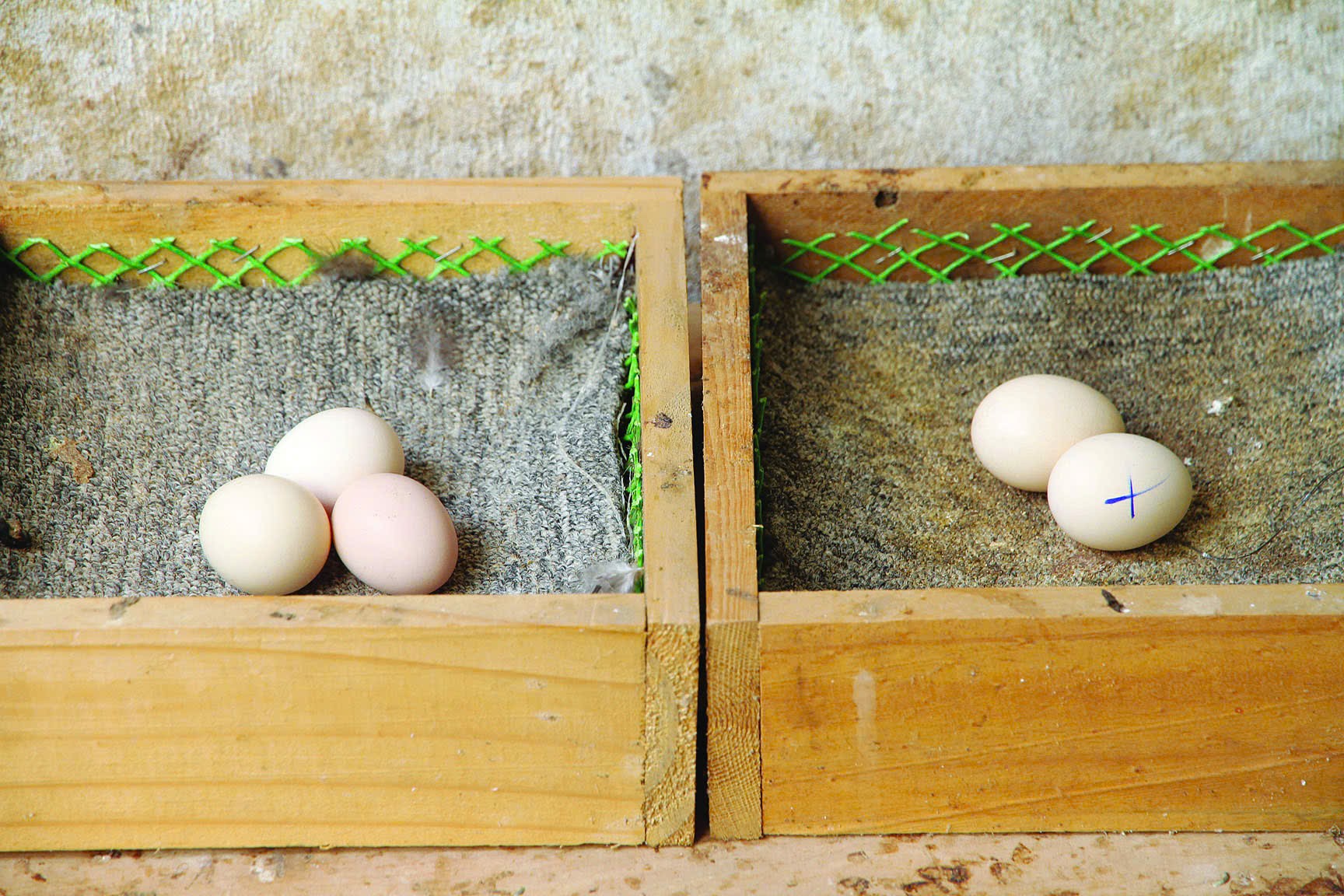 Kinh nghiệm nuôi gà kiểng Tân Châu sinh sản