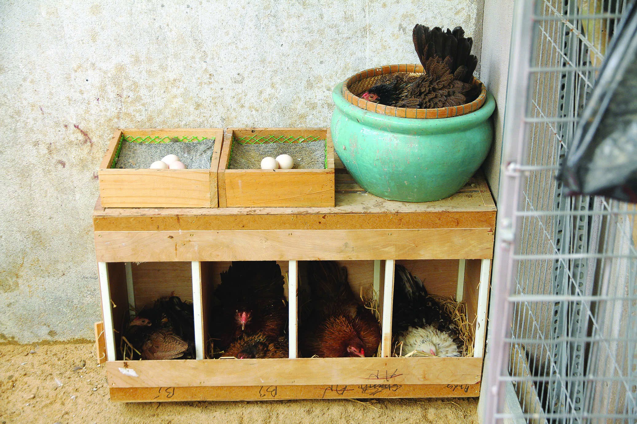 Kinh nghiệm nuôi gà kiểng Tân Châu sinh sản