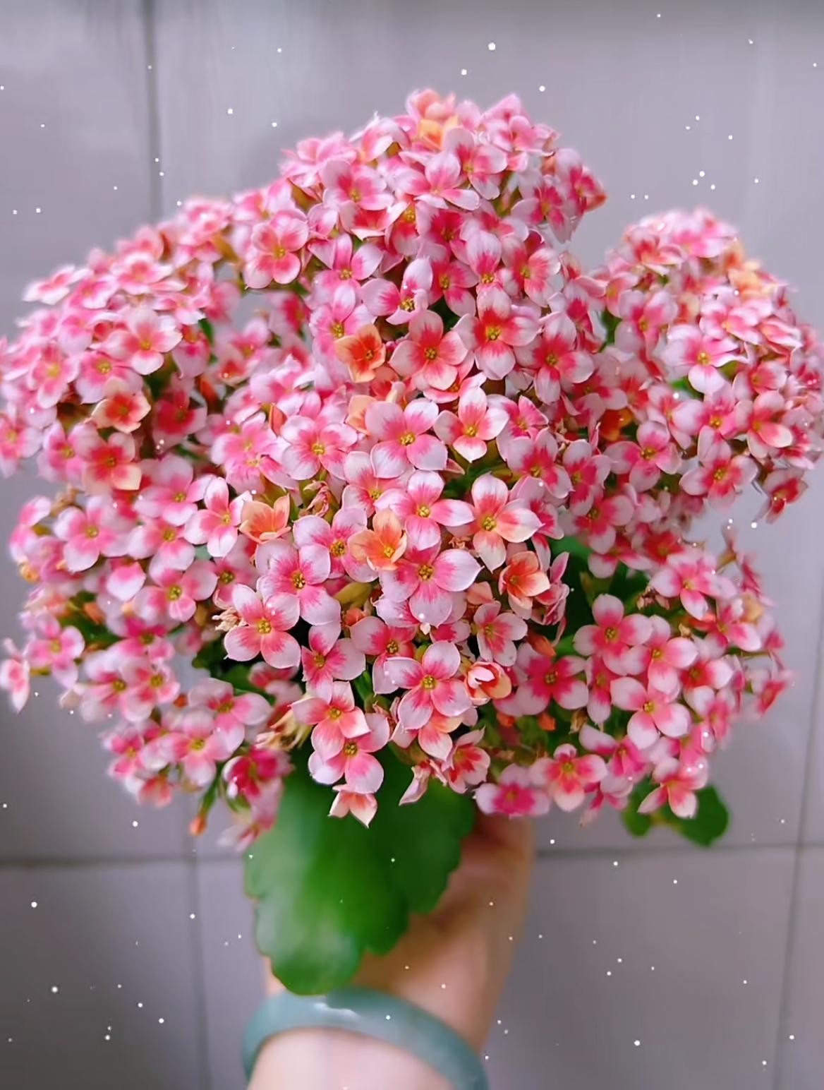 “Vua” cây cảnh trong nhà: Hoa lâu tàn, nở rực nhiều tháng, mang vượng khí may mắn
