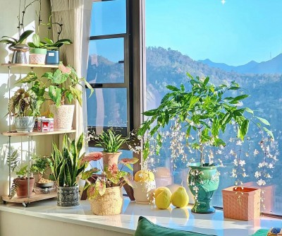 Nhà chật đến mấy, cũng nên trồng ít nhất một trong 3 nhóm cây này: Vừa đẹp nhà, vừa tốt cho sức khỏe