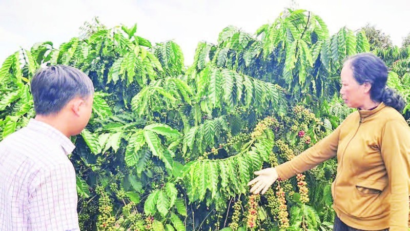 Ứng dụng kỹ thuật tiên tiến và nâng cao kỹ năng sản xuất cho nông dân trong bối cảnh mới Ứng dụng kỹ thuật tiên tiến và nâng cao kỹ năng sản xuất cho nông dân trong bối cảnh mới