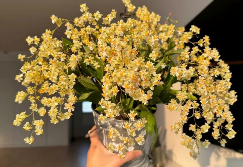 9 loài hoa “báu vật mùa đông”: Trồng trong phòng khách, vừa sang vừa thơm như nước hoa 9 loài hoa “báu vật mùa đông”: Trồng trong phòng khách, vừa sang vừa thơm như nước hoa