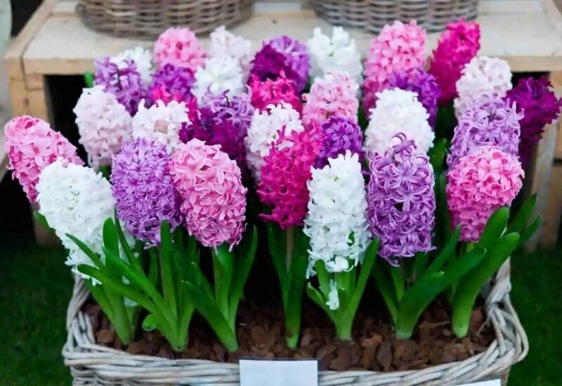 9 loài hoa “báu vật mùa đông”: Trồng trong phòng khách, vừa sang vừa thơm như nước hoa 9 loài hoa “báu vật mùa đông”: Trồng trong phòng khách, vừa sang vừa thơm như nước hoa