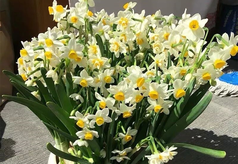 9 loài hoa “báu vật mùa đông”: Trồng trong phòng khách, vừa sang vừa thơm như nước hoa 9 loài hoa “báu vật mùa đông”: Trồng trong phòng khách, vừa sang vừa thơm như nước hoa