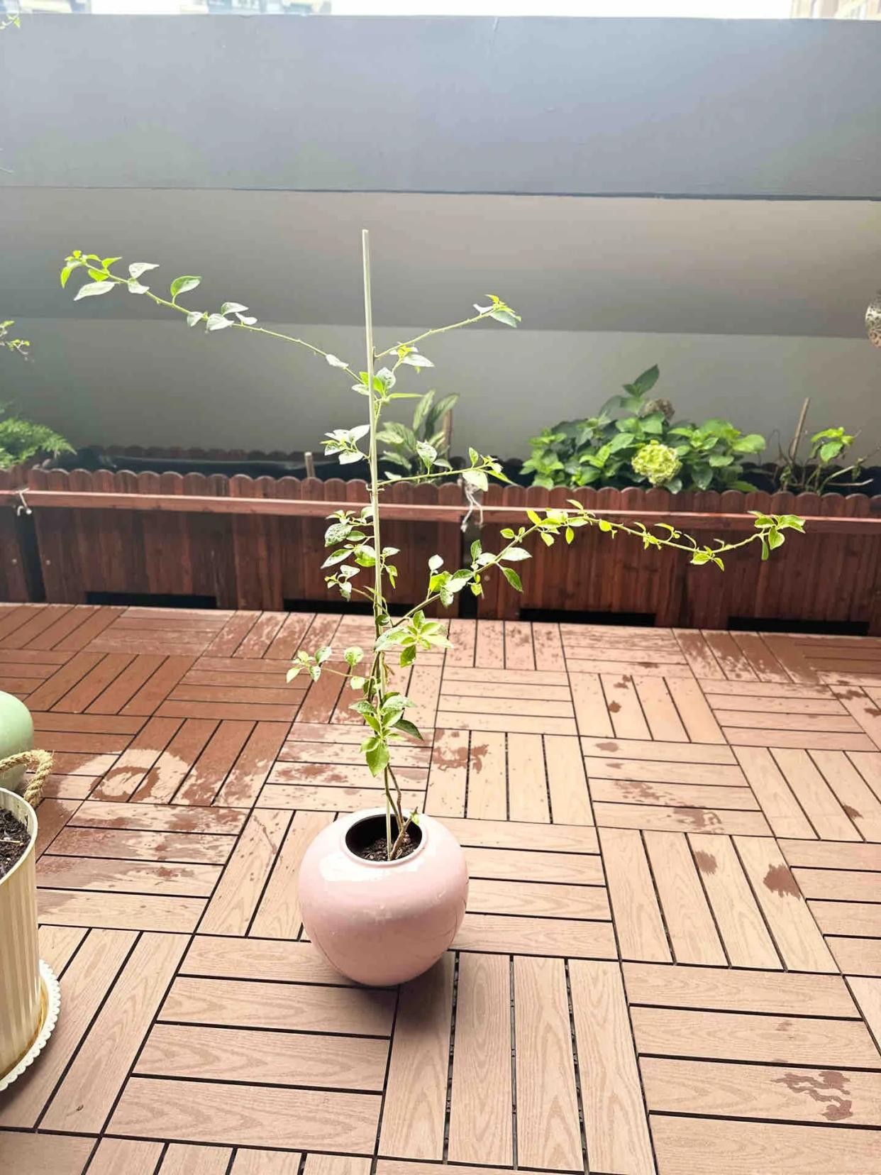 Biến hoa giấy thành “tác phẩm nghệ thuật” chỉ với một sợi dây nhôm
