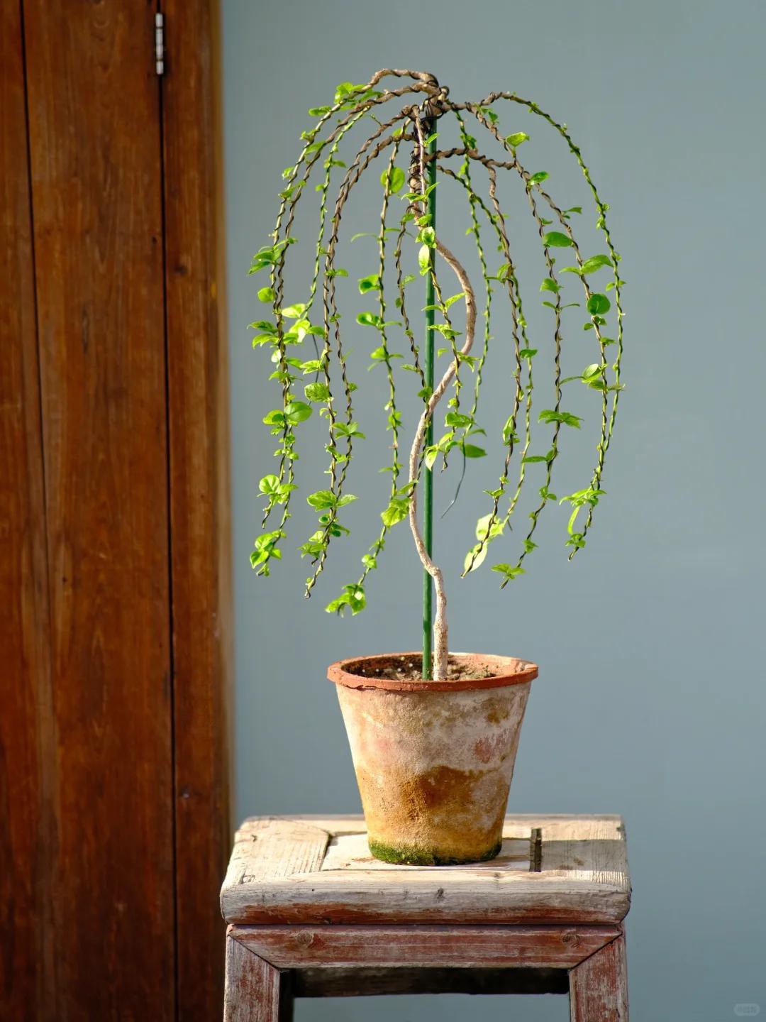 Biến hoa giấy thành “tác phẩm nghệ thuật” chỉ với một sợi dây nhôm