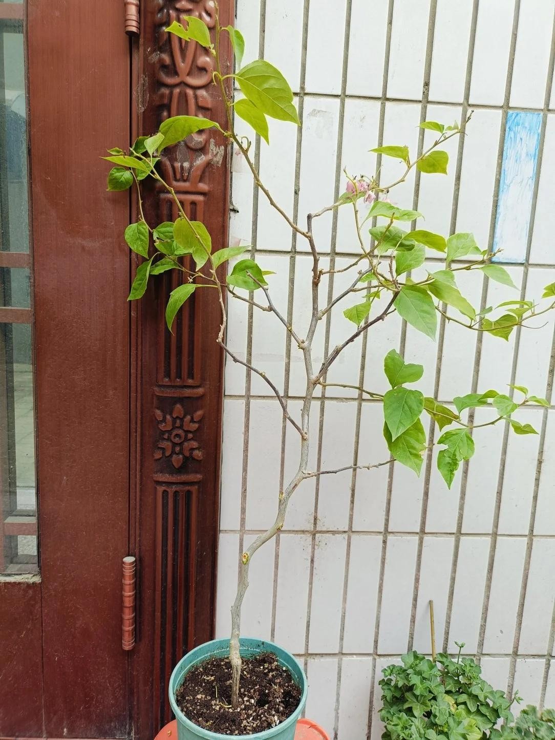 Biến hoa giấy thành “tác phẩm nghệ thuật” chỉ với một sợi dây nhôm
