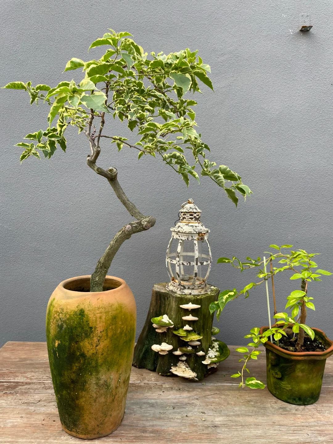 Biến hoa giấy thành “tác phẩm nghệ thuật” chỉ với một sợi dây nhôm