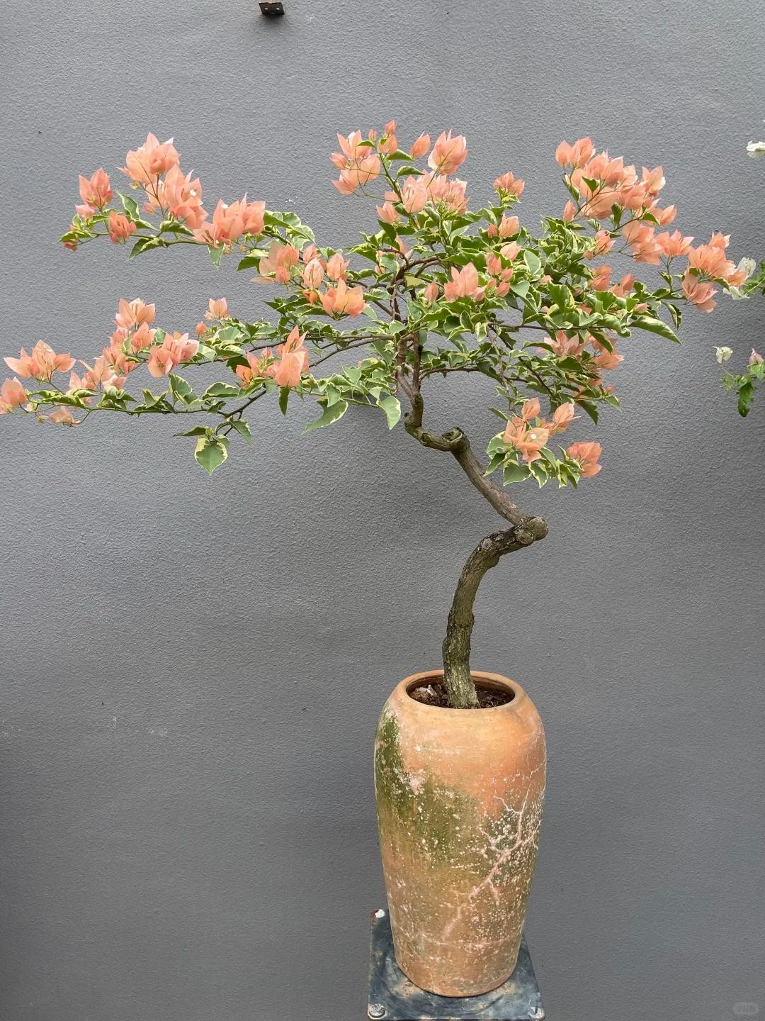 Biến hoa giấy thành “tác phẩm nghệ thuật” chỉ với một sợi dây nhôm