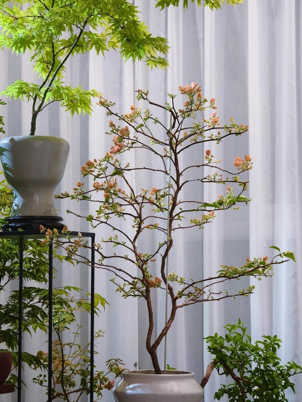 Biến hoa giấy thành “tác phẩm nghệ thuật” chỉ với một sợi dây nhôm
