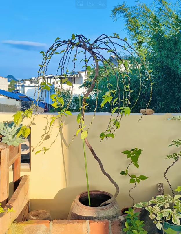 Biến hoa giấy thành “tác phẩm nghệ thuật” chỉ với một sợi dây nhôm