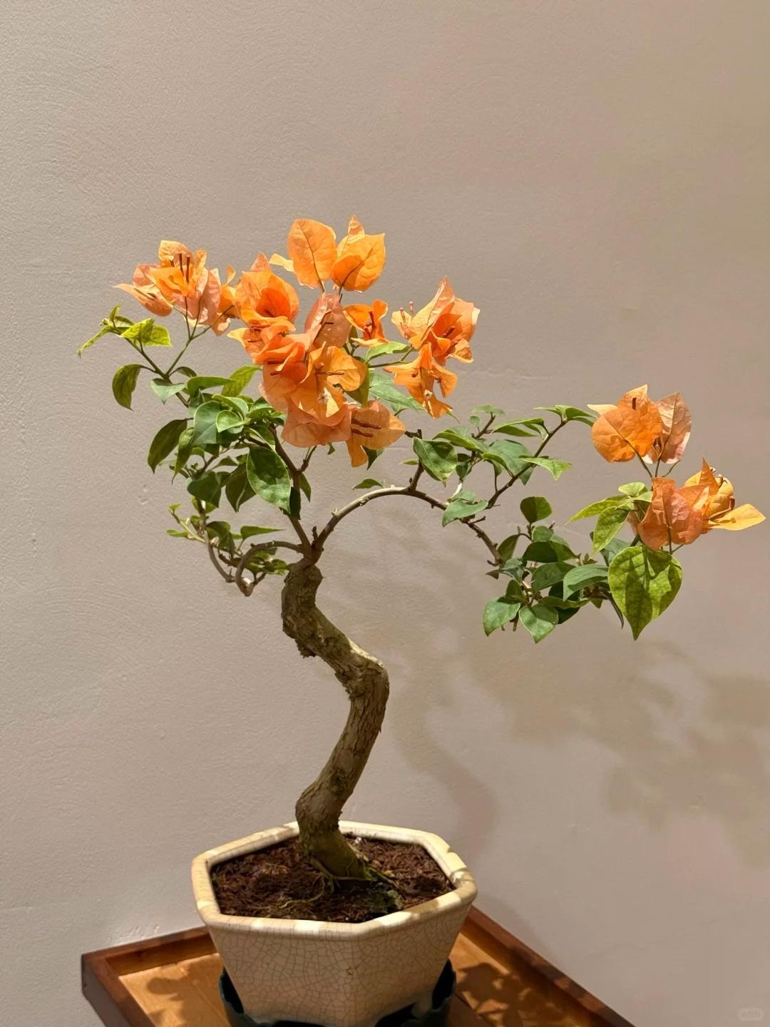 Biến hoa giấy thành “tác phẩm nghệ thuật” chỉ với một sợi dây nhôm