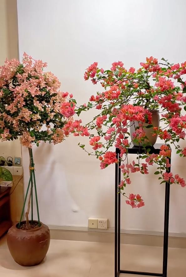 Biến hoa giấy thành “tác phẩm nghệ thuật” chỉ với một sợi dây nhôm
