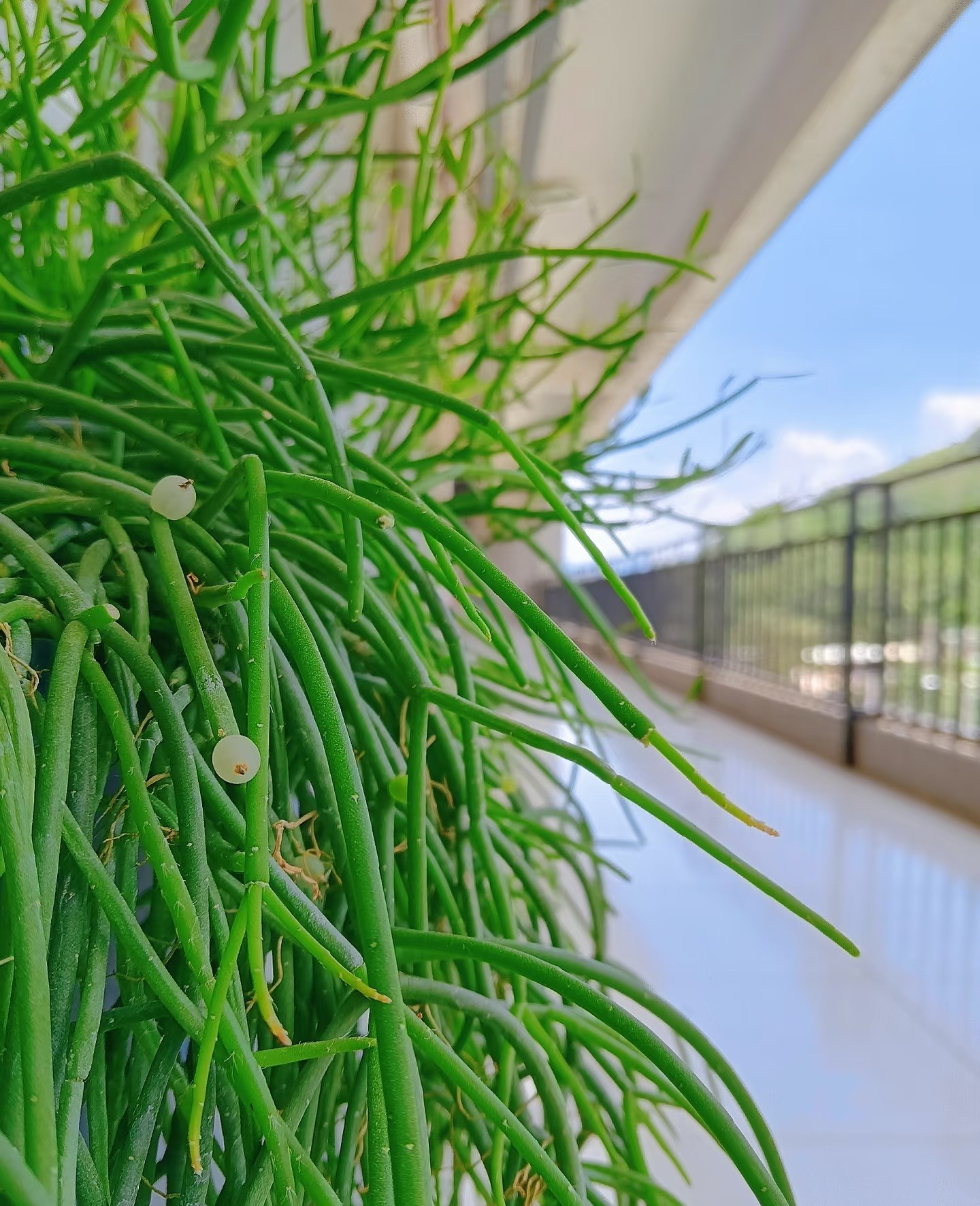Cây treo trong nhà vừa làm đẹp không gian, vừa mang ý nghĩa phong thủy tích cực Cây treo trong nhà vừa làm đẹp không gian, vừa mang ý nghĩa phong thủy tích cực