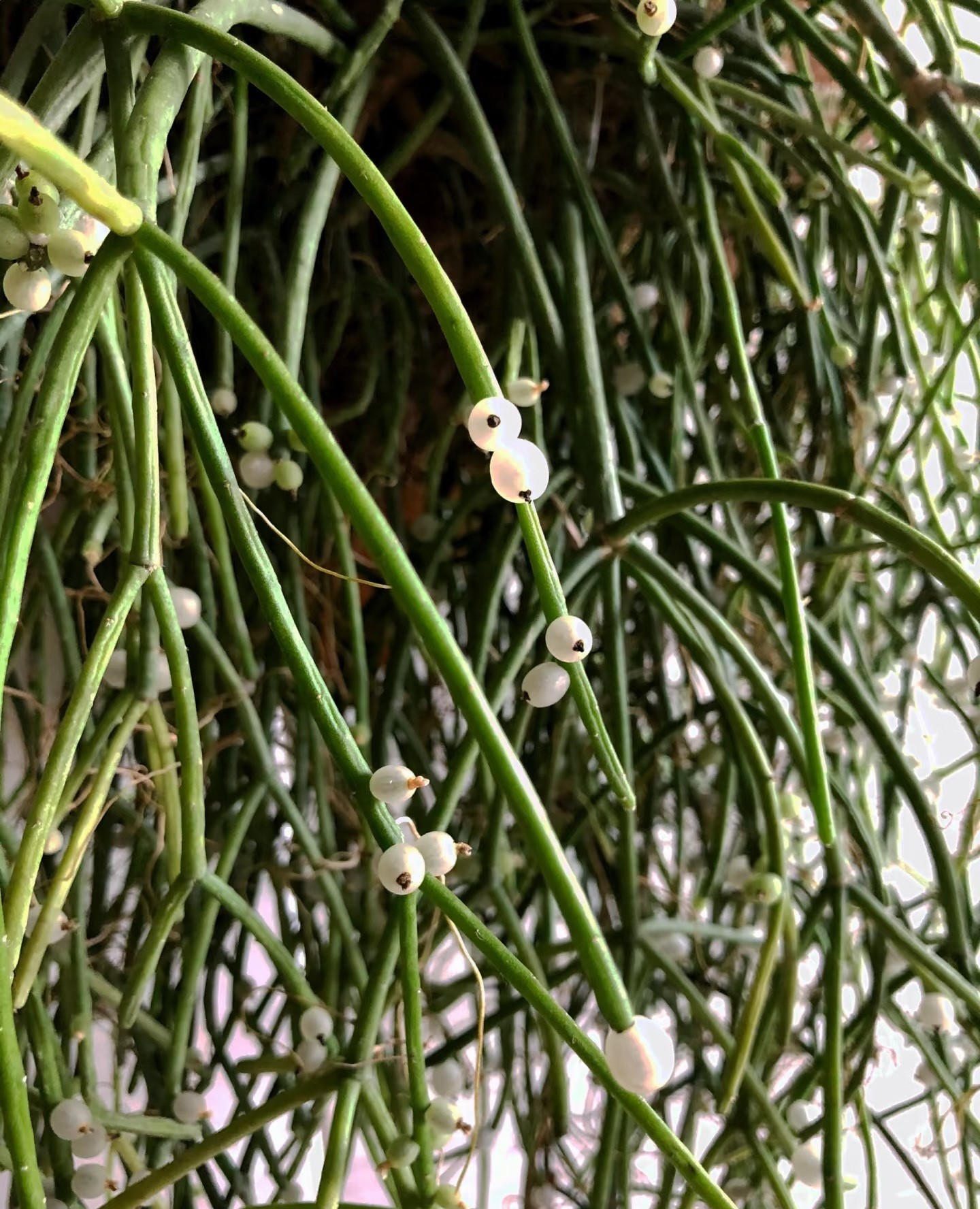 Cây treo trong nhà vừa làm đẹp không gian, vừa mang ý nghĩa phong thủy tích cực Cây treo trong nhà vừa làm đẹp không gian, vừa mang ý nghĩa phong thủy tích cực