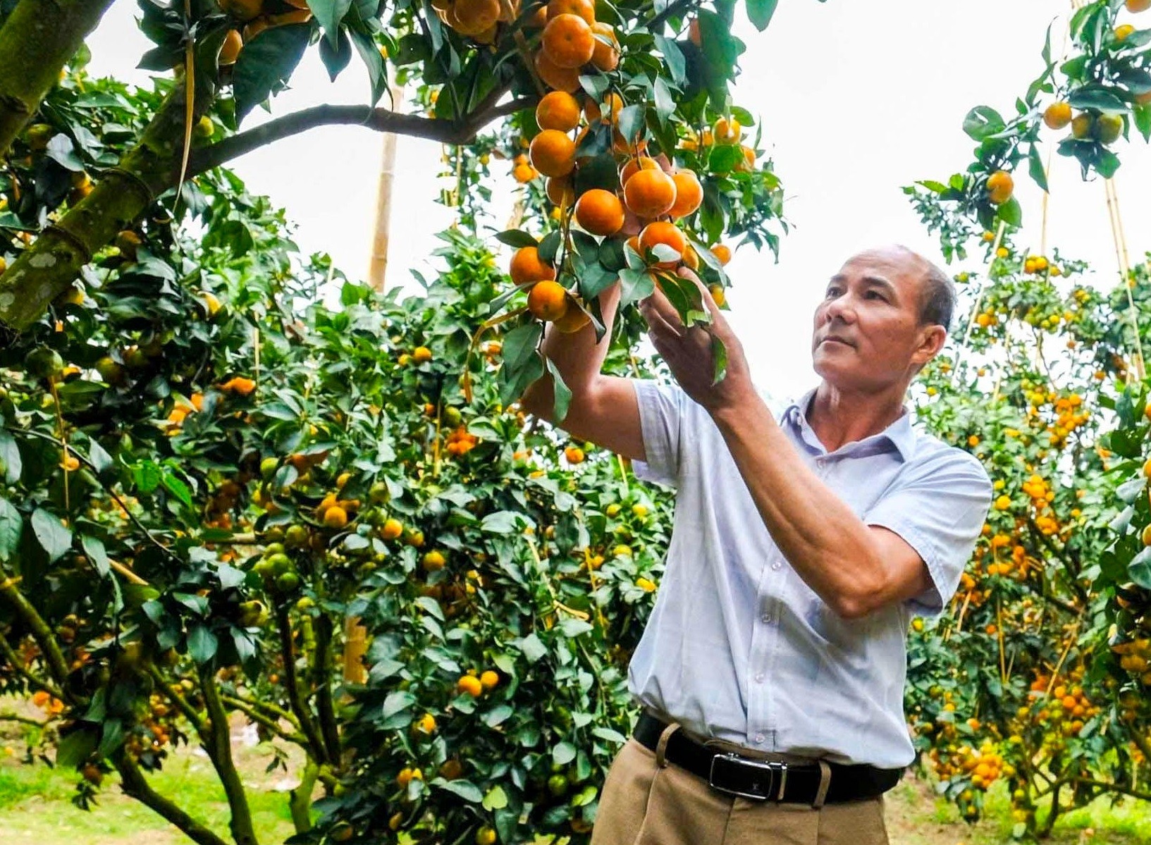 Chuyển từ vải thiều sang cam, bưởi VietGAP, nông dân Bắc Ninh nâng cao thu nhập Chuyển từ vải thiều sang cam, bưởi VietGAP, nông dân Bắc Ninh nâng cao thu nhập