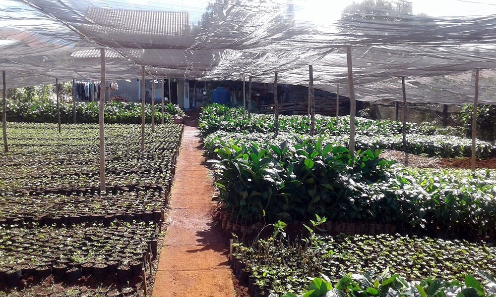 Làng nghề ươm cây giống ở Bảo Lộc, Lâm Đồng – động lực phát triển kinh tế địa phương Làng nghề ươm cây giống ở Bảo Lộc, Lâm Đồng – động lực phát triển kinh tế địa phương