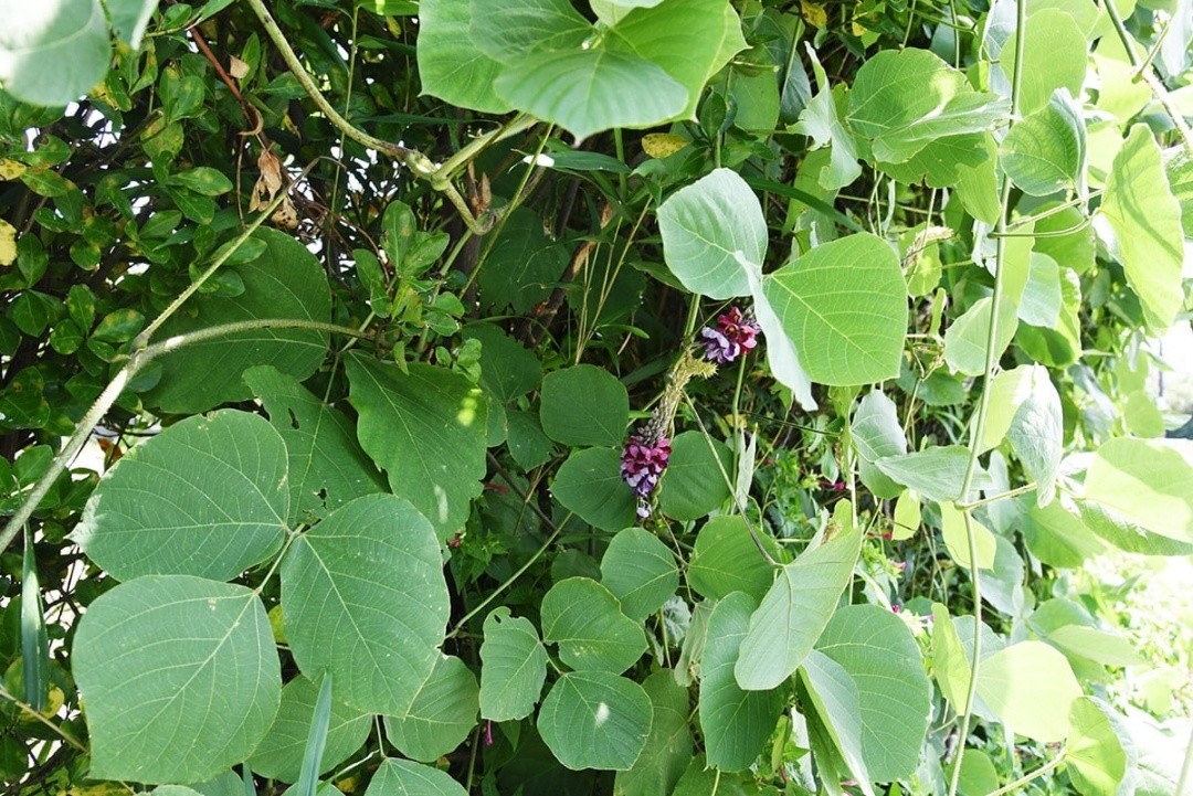 Dễ trồng, rẻ tiền: 3 loại cây giúp hạn chế rắn vào nhà Dễ trồng, rẻ tiền: 3 loại cây giúp hạn chế rắn vào nhà
