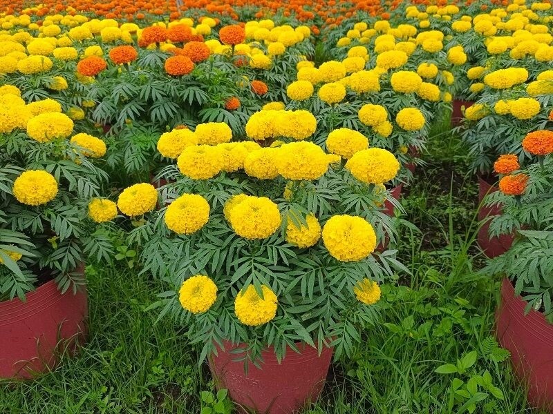 Dễ trồng, rẻ tiền: 3 loại cây giúp hạn chế rắn vào nhà Dễ trồng, rẻ tiền: 3 loại cây giúp hạn chế rắn vào nhà
