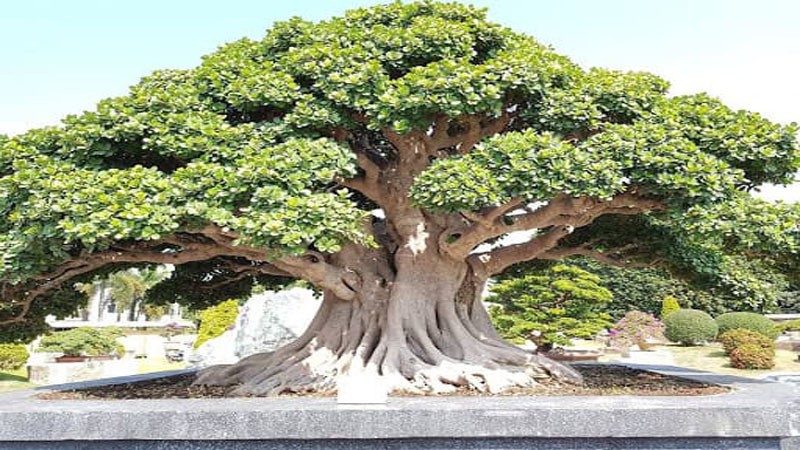 4 cây cảnh được giới nhà giàu ưa chuộng: Trồng trong nhà để giữ lộc dài lâu, tiền tài khó thất thoát 4 cây cảnh được giới nhà giàu ưa chuộng: Trồng trong nhà để giữ lộc dài lâu, tiền tài khó thất thoát