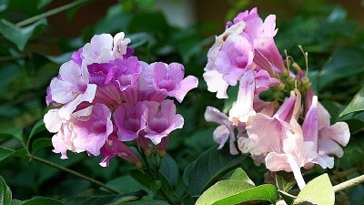 Dễ trồng, rẻ tiền: 3 loại cây giúp hạn chế rắn vào nhà