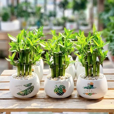 4 cây cảnh được giới nhà giàu ưa chuộng: Trồng trong nhà để giữ lộc dài lâu, tiền tài khó thất thoát