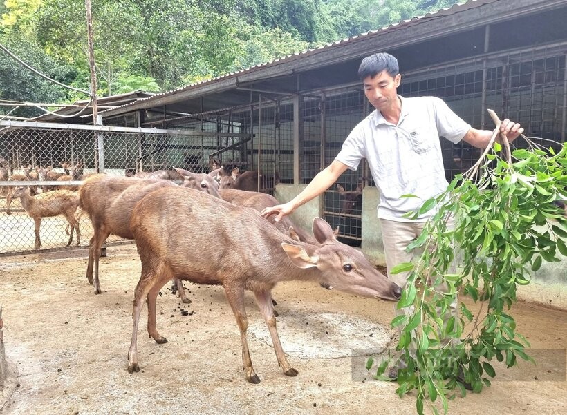 Quy định trình tự, thủ tục khai thác động vật rừng thông thường từ tự nhiên