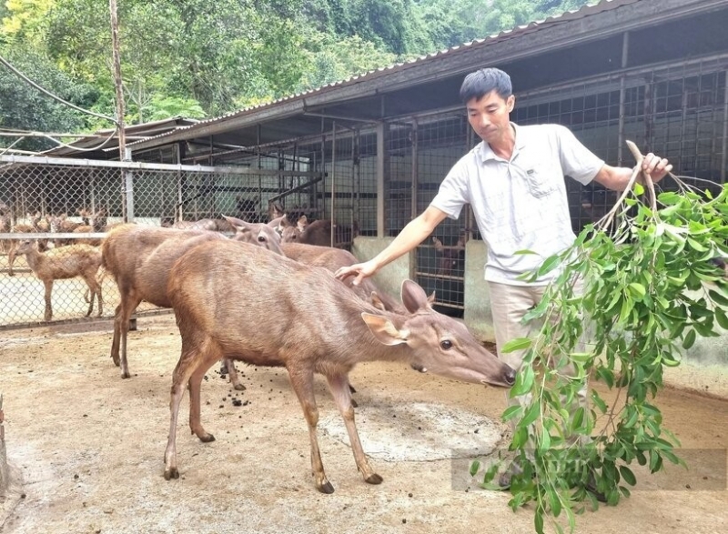 Quy định trình tự, thủ tục khai thác động vật rừng thông thường từ tự nhiên