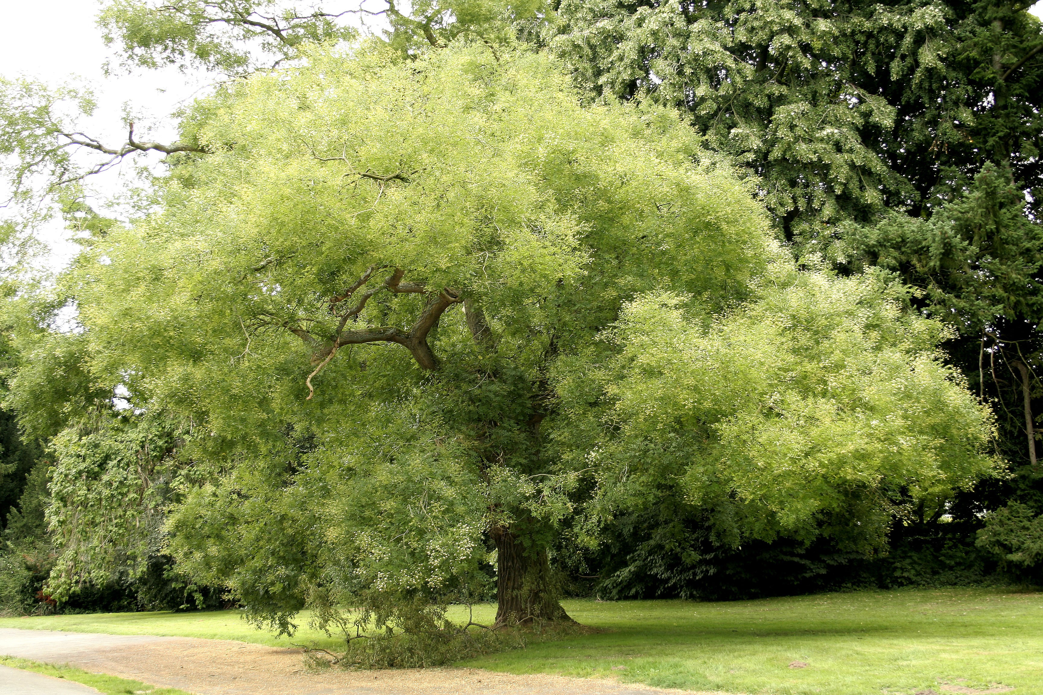 Người xưa dặn: Nhà có cây lành, phúc lộc tự tìm đến Người xưa dặn: Nhà có cây lành, phúc lộc tự tìm đến