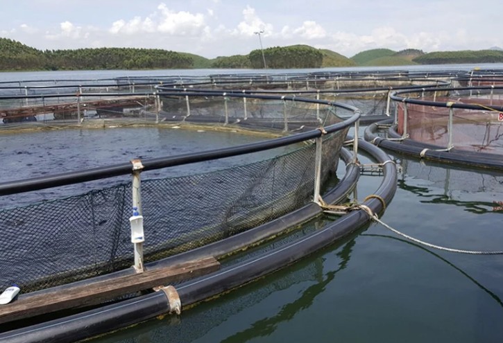 Nuôi cá lồng HDPE trên hồ Thác Bà: Hướng đi công nghệ cao cho thủy sản hồ chứa