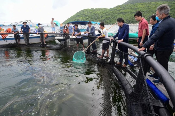 Nuôi cá lồng HDPE trên hồ Thác Bà: Hướng đi công nghệ cao cho thủy sản hồ chứa