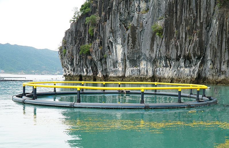 Nuôi cá lồng HDPE trên hồ Thác Bà: Hướng đi công nghệ cao cho thủy sản hồ chứa