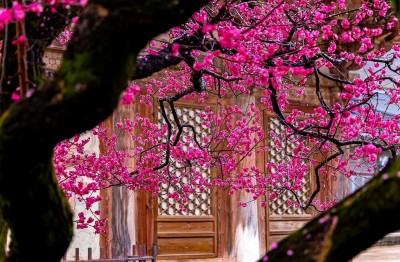 Người xưa dặn: Trồng đúng 3 cây trong sân, gia đạo hưng vượng, con cháu dễ phát đạt