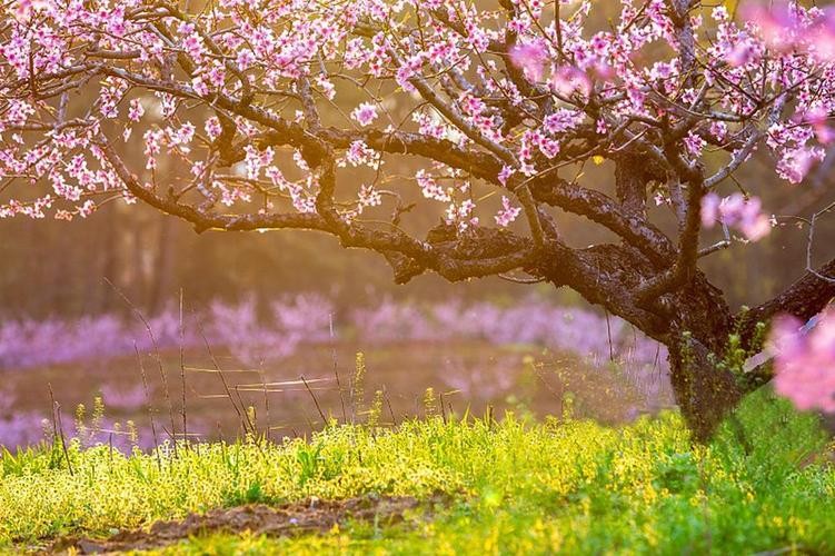 Người xưa dặn: Trồng đúng 3 cây trong sân, gia đạo hưng vượng, con cháu dễ phát đạt