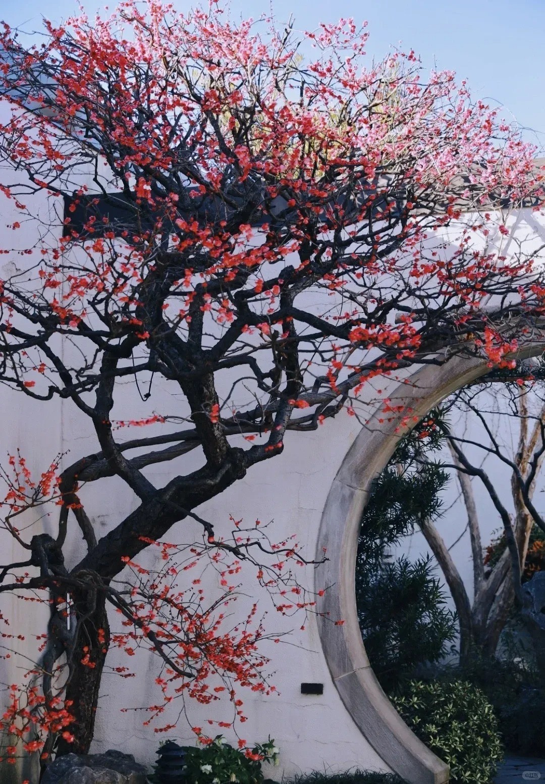 Sân nhỏ trồng đúng cây, gia đình đời đời sung túc Sân nhỏ trồng đúng cây, gia đình đời đời sung túc