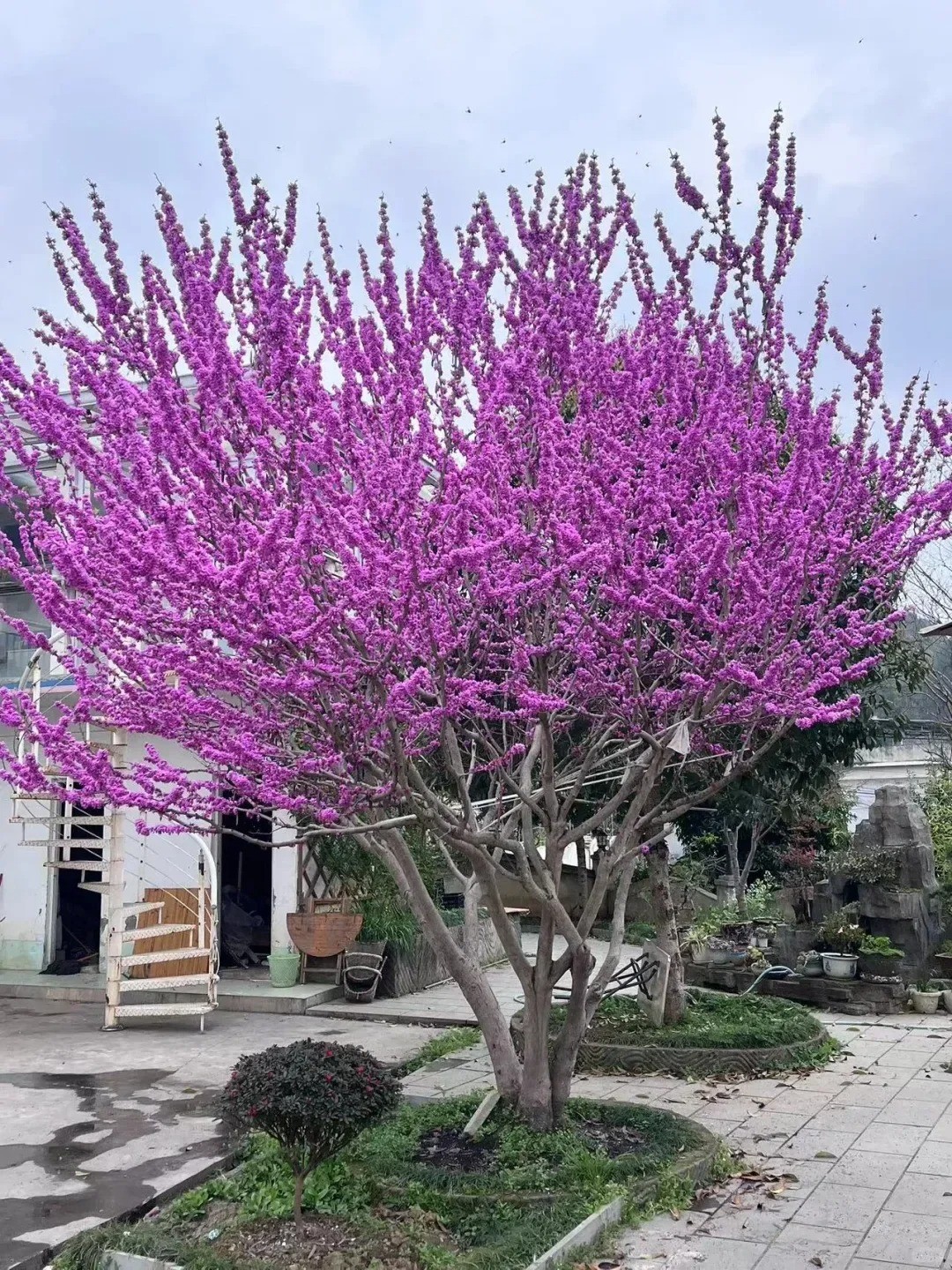 Sân nhỏ trồng đúng cây, gia đình đời đời sung túc Sân nhỏ trồng đúng cây, gia đình đời đời sung túc