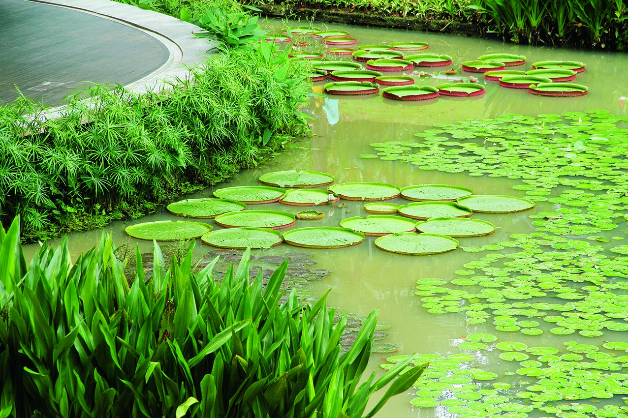 Súng nia (Victoria): loài thủy sinh với cấu trúc lá khổng lồ độc đáo Súng nia (Victoria): loài thủy sinh với cấu trúc lá khổng lồ độc đáo