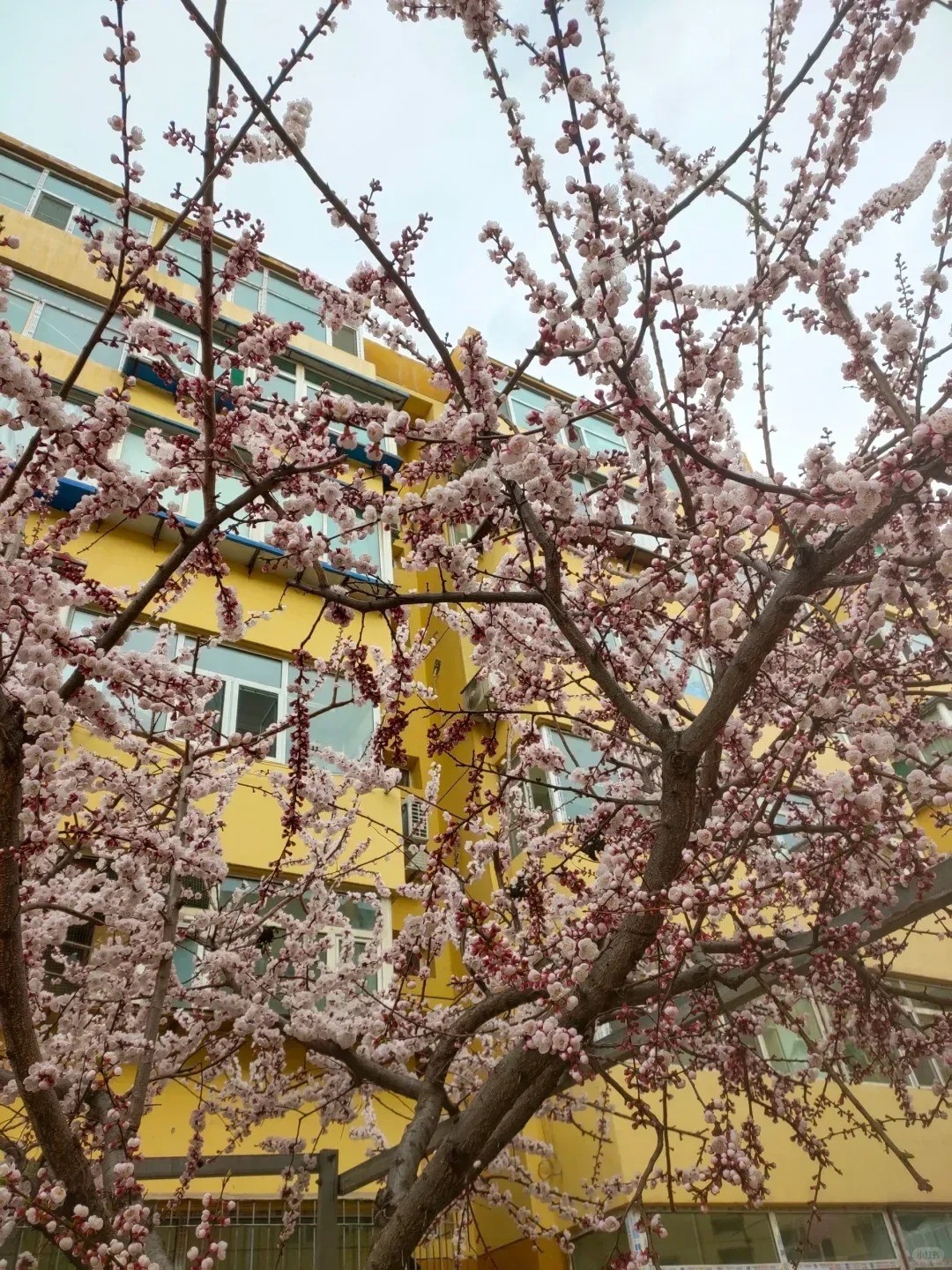 Sân nhỏ trồng đúng cây, gia đình đời đời sung túc Sân nhỏ trồng đúng cây, gia đình đời đời sung túc