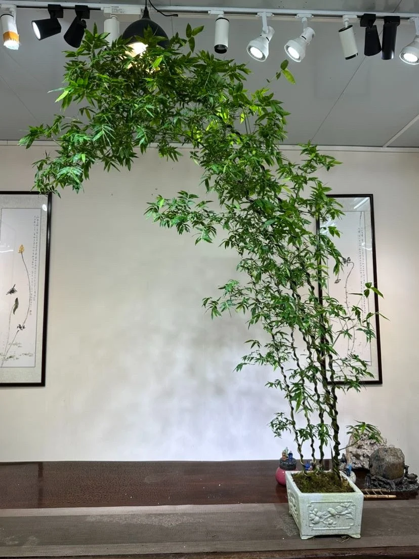 Cây cảnh dân dã nhưng là “bảo vật phong thủy”, trồng trong nhà giúp hóa giải vận xấu, giữ lộc bền lâu