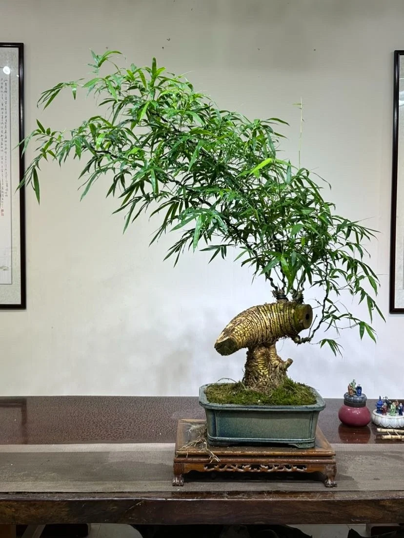 Cây cảnh dân dã nhưng là “bảo vật phong thủy”, trồng trong nhà giúp hóa giải vận xấu, giữ lộc bền lâu
