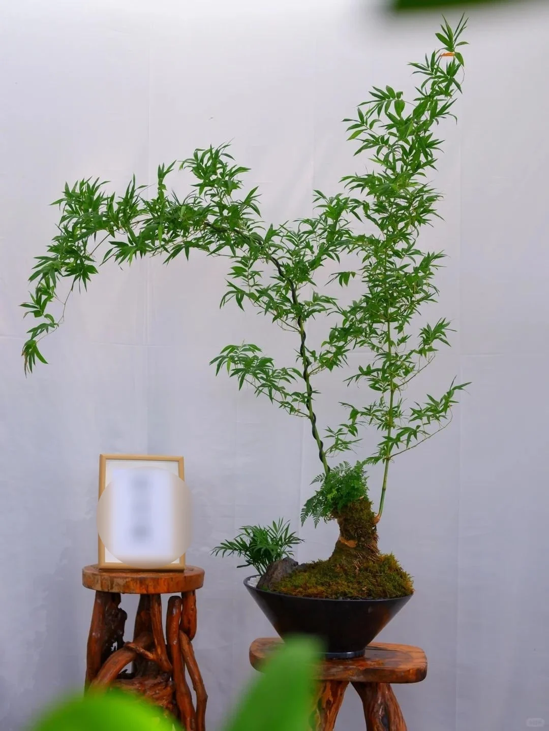 Cây cảnh dân dã nhưng là “bảo vật phong thủy”, trồng trong nhà giúp hóa giải vận xấu, giữ lộc bền lâu
